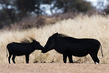 Desert warthog (Phacochoerus aethiopicus) facing, Okonjima private game reserve, Namibia