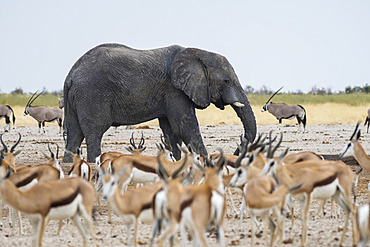 African Elephant (Loxodonta africana), Gemsboks (Oryx gazella) and Springboks (Antidorcas marsupialis) at waterhole, Etosha National Park, Namibia