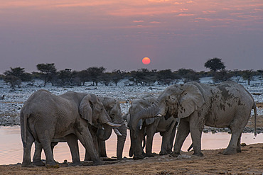 African elephants (Loxodonta africana) at sunset, Etosha National Park, Namibia