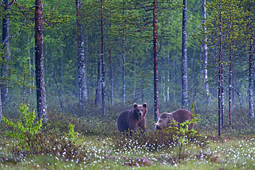 Two juvenile European brown bears, Ursus arctos arctos, in a forest. Kuhmo, Oulu, Finland.