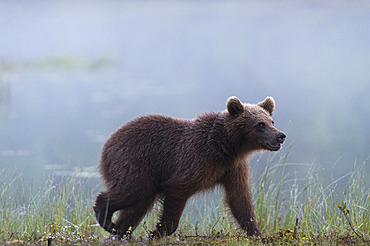 A juvenile European brown bear, Ursus arctos arctos, walking on a lake shore. Kuhmo, Oulu, Finland.