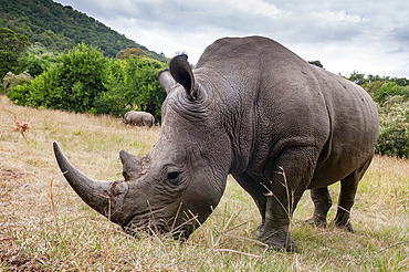 A White rhinoceros, Ceratotherium simum, in Masai Mara Rhino Sanctuary. Masai Mara National Reserve, Kenya, Africa.