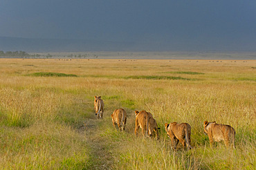 Lions, Panthera leo, walking in a row as a rain storm approaches. Masai Mara National Reserve, Kenya, Africa.