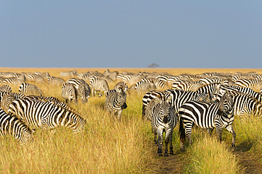 Herd of Plains zebras, Equus quagga, in the grass at Masai Mara National Reserve. Masai Mara National Reserve, Kenya, Africa.