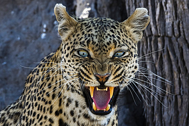 A leopard (Panthera pardus) snarling and looking at the camera, Khwai Concession, Okavango Delta, Botswana. I spent a lot of time with this green eyed leopard, always keeping my distance so as not to disturb him, until he gave me this warning. I therefore gave up following him. It?s important to know their behavior and respect them.