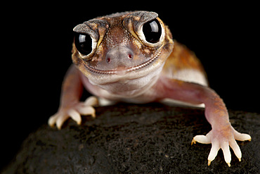 Midline knob-tailed gecko (Nephrurus vertebralis)