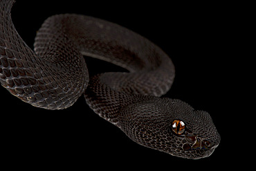 Mangrove Viper (Cryptelytrops purpureomaculatus)