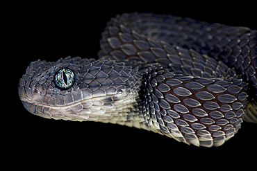 Bush viper (Atheris squamigera)