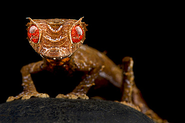 Spearpoint leaf-tailed gecko (Uroplatus ebenaui)