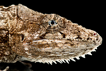 Western bearded anole (Xiphosurus barbatus)