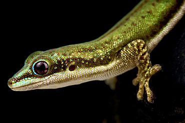 Malamakibo daygecko (Phelsuma malamakibo)