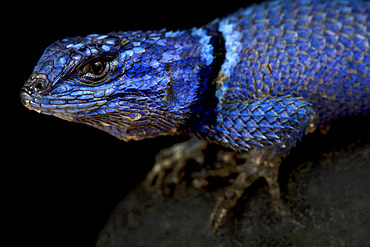 Minor Lizard (Sceloporus minor minor )