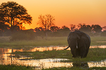 An African elephant, Loxodonta africana, walking in the Khwai river at sunset. Khwai Concession, Okavango Delta, Botswana