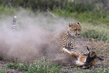 A young cheetah, Acinonyx jubatus, hunting a blue wildebeest calf, Connochaetes taurinus. Ndutu, Ngorongoro Conservation Area, Tanzania