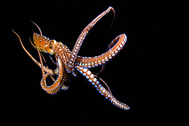 White spotted octopus (Octopus macropus) on black background. Marine invertebrates of the Canary Islands.