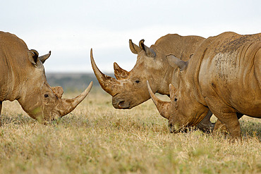 White rhinoceros (Ceratotherium simum) three rhinos in the savanna, Kenya