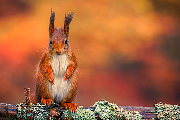 Eurasian red Squirrel (Sciurus vulgaris), Ardennes, Belgium