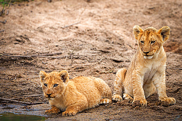 Lion (Panthera leo) cubs. Mpumalanga. South Africa.