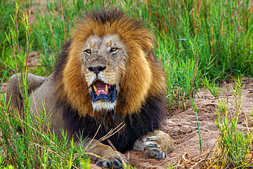 Black maned lion (Panthera leo). Mpumalanga. South Africa.