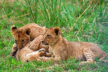 Lion (Panthera leo) cubs playing. Mpumalanga. South Africa.