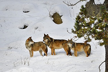 European Wolve (Canis lupus lupus) in the snow, Pyrenees, France