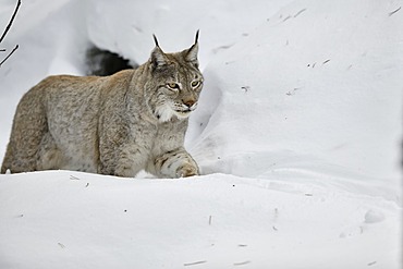 Eurasian lynx (Lynx lynx) walking in the snow, Pyrenees, France