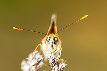 Glanville Fritillary (Melitaea cinxia) portrait, Ardeche, France