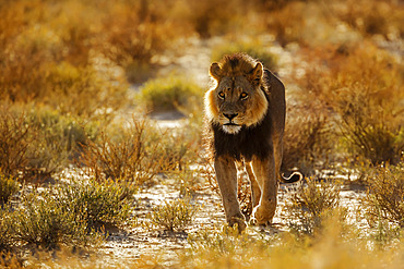 African lion black mane male (Panthera leo) walking front view at dawn in Kgalagadi transfrontier park, South Africa