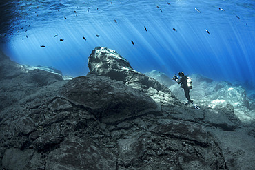 Rocky substrate, in the first few meters below the surface of the ocean. Volcanic underwater bottoms. La Gomera, Canary Islands.