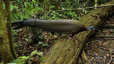 Great argus (Argusianus argus) in forest, Gunung Leuser, North Sumatra