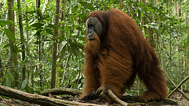 Sumatran Orangutan (Pongo abelii) male on ground, Gunung Leuser National Park, North Sumatra