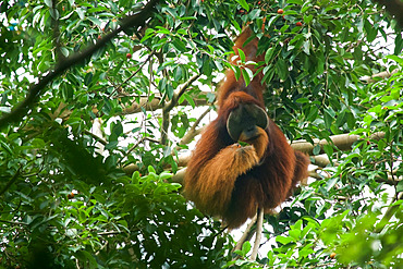 Sumatran Orangutan (Pongo abelii) male eating fruits in tree, Gunung Leuser National Park, North Sumatra