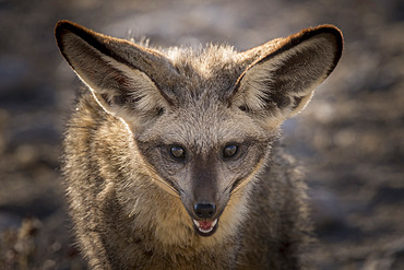 Bat-eared foxes (Otocyon megalotis) front view, Etosha National Park, Namibia