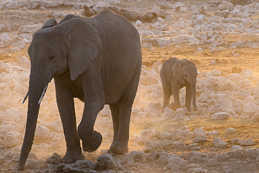 African elephant (Loxodonta africana) arriving at a waterhole at sunset, Etosha National Park, Namibia