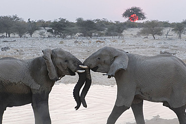 African elephant (Loxodonta africana) facing at Okaukuejo waterhole at sunset, Etosha National Park, Namibia