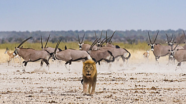 Lion (Panthera leo) with Gemsbok (Oryx gazella gazella), Etosha National Park, Namibia