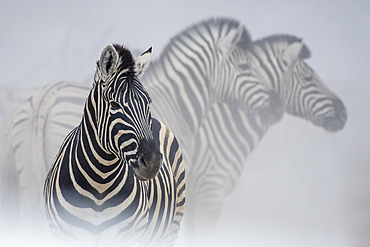 Burchell's zebra (Equus quagga burchellii) dans la poussiere, parc national d'Etosha, Namibie