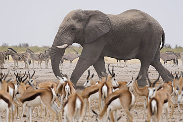 African elephant (Loxodonta africana), Burchell's zebra (Equus quagga burchellii), Springbok (Antidorcas marsupialis) and Gemsbok oryx (Oryx gazella gazella), Etosha National Park, Namibia