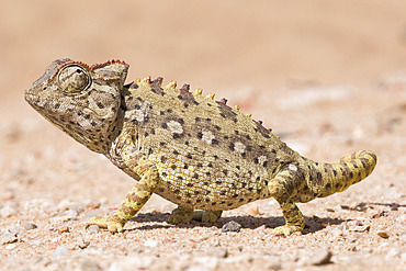 Namaqua chameleon (Chamaeleo namaquensis) in the Namib Desert, Swakopmund, Namibia