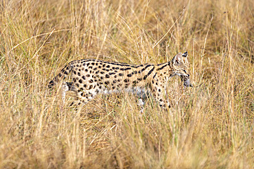 Serval (Leptailurus serval) female in the savannah, she caught a small rodent and bring it to its young, Masai Mara National Reserve, National Park, Kenya, East Africa