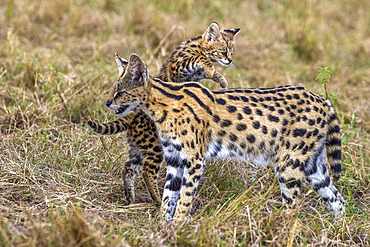 Serval (Leptailurus serval) in the savannah, cub (2 months old) jumped on the mother's back, Masai Mara National Reserve, National Park, Kenya, East Africa