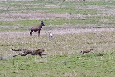 Cheetah (Acinonyx jubatus), hunting a Thomson's gazelle, Masai Mara National Reserve, National Park, Kenya