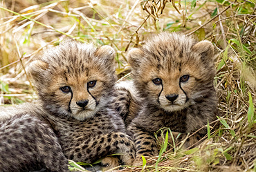 Young Cheetah (Acinonyx jubatus), in the grass, Masai Mara National Reserve, National Park, Kenya, East Africa, Africa