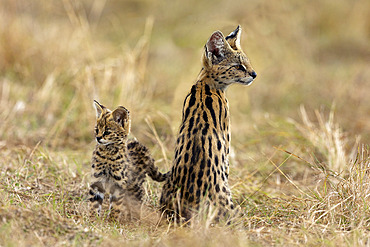 Serval (Leptailurus serval) in the savannah, cub (2 months old) with its mother, Masai Mara National Reserve, National Park, Kenya, East Africa