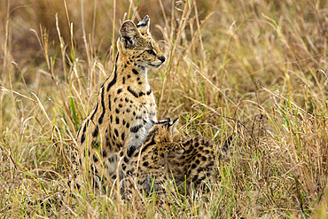 Serval (Leptailurus serval) in the savannah, cub (2 months old) with its mother, Masai Mara National Reserve, National Park, Kenya, East Africa