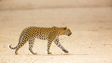 Leopard female walking in dry land in Kgalagadi transfrontier park, South Africa; specie Panthera pardus family of Felidae