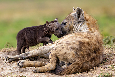 Spotted hyena (Crocuta crocuta), adult and young, resting on the ground at the entrance of the den, Masai Mara National Reserve, National Park, Kenya