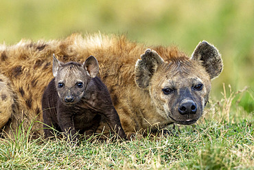 Spotted hyena (Crocuta crocuta), adult and young, resting on the ground at the entrance of the den, Masai Mara National Reserve, National Park, Kenya