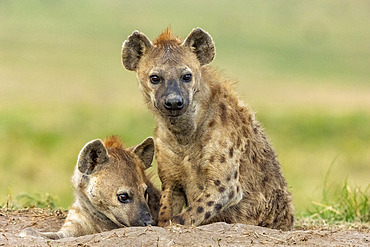 Spotted hyena (Crocuta crocuta), adults resting at the entrance of the den, Masai Mara National Reserve, National Park, Kenya