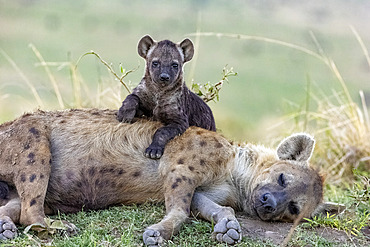 Spotted hyena (Crocuta crocuta), adult and young, resting on the ground at the entrance of the den, Masai Mara National Reserve, National Park, Kenya